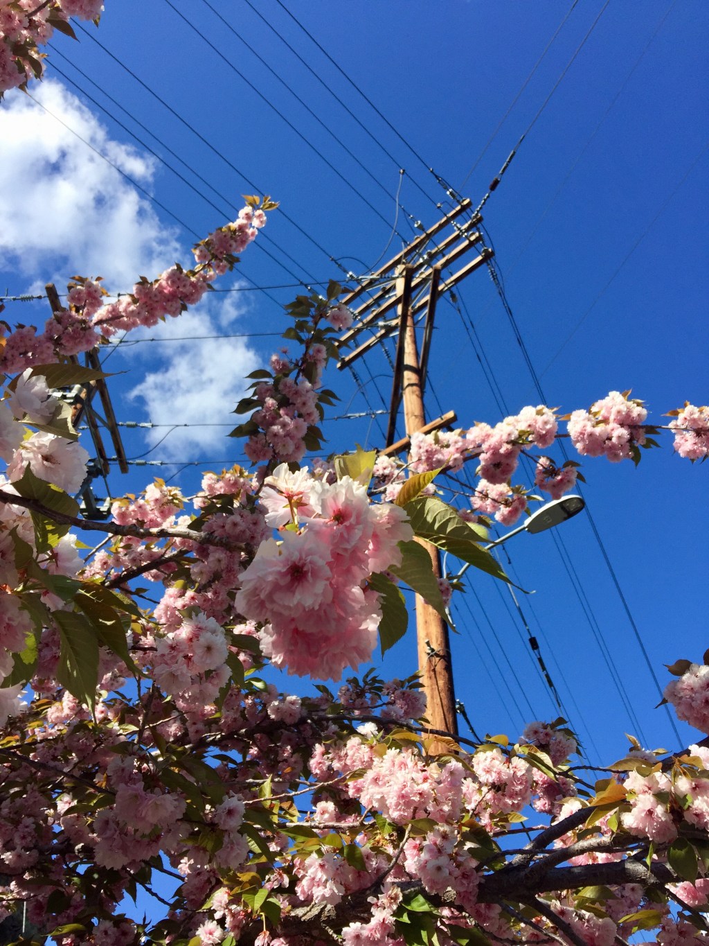 Cherry blossoms and power&nbsp;lines
