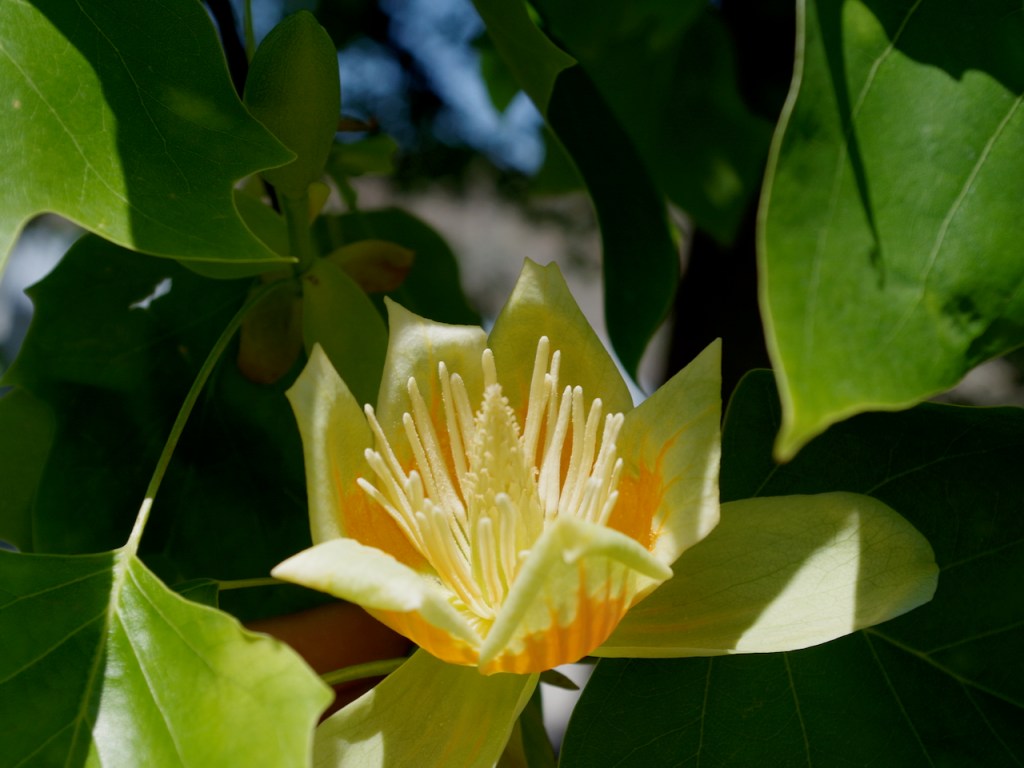 LIRIODENDRON TULIPIFERA in&nbsp;Spring