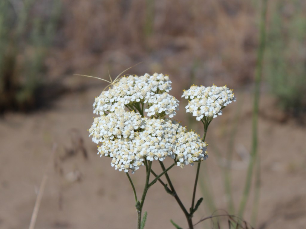 Achillea millefolium – Common&nbsp;yarrow