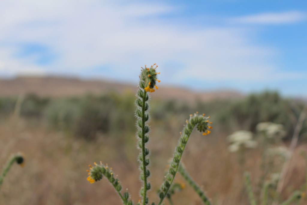 Fiddlenecks in early June // Okanogan-Wenatchee National&nbsp;Forest