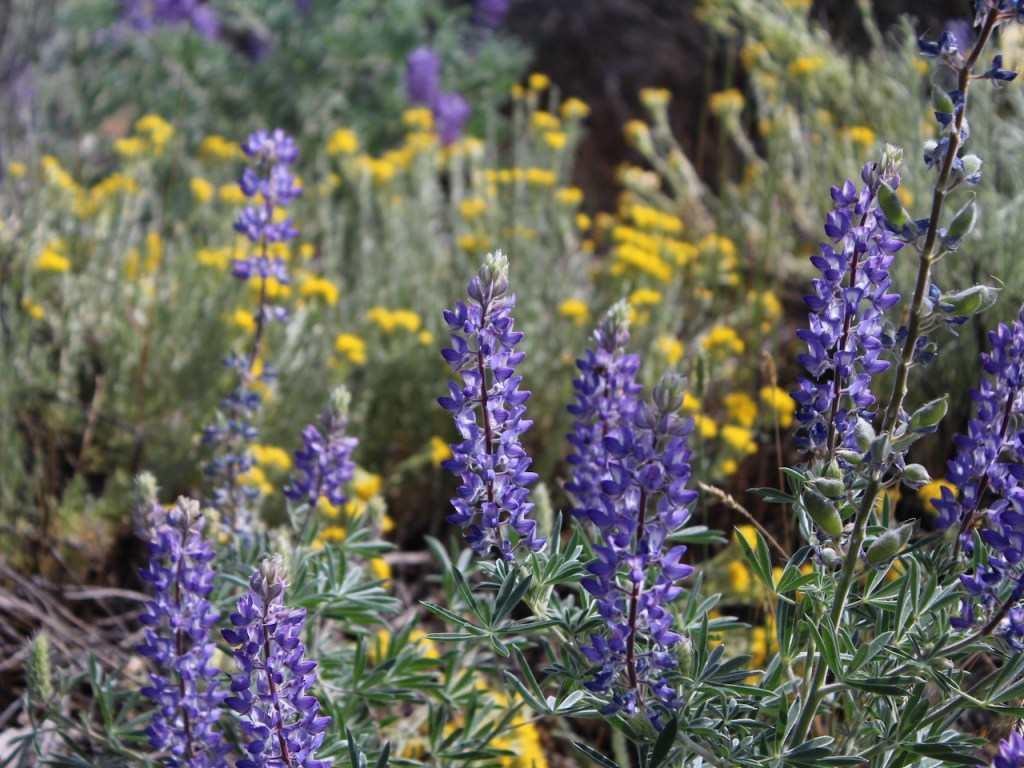 Gray Rabbitbrush and Lupine in&nbsp;June