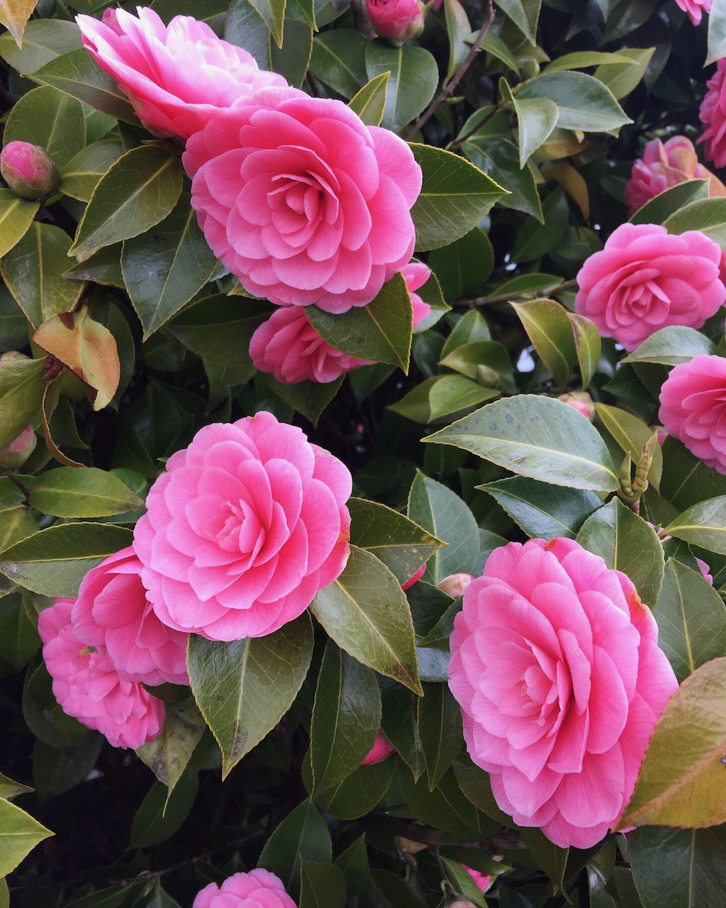 Phase Transition Affirmations (A prayer/poem/spell, etc.)